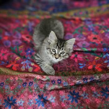 Wendy -  Domestic Short Hair Cat for Adoption in Bedford, New Hampshire - Wendy | PetCurious