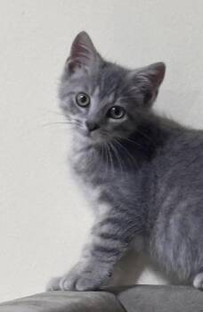 Espresso -  Domestic Short Hair Cat for Adoption in Melrose, Massachusetts - Espresso | PetCurious