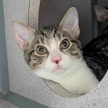Muffin -  Domestic Short Hair Cat for Adoption in Evansville, Indiana - Muffin | PetCurious