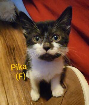 Pika -  Domestic Short Hair Cat for Adoption in Darien, Georgia - Pika | PetCurious