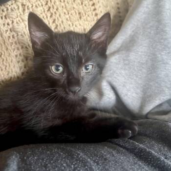 Domestic Short Hair Cats Available for Adoption in Richmond, Virginia - Ruby Slipper | PetCurious