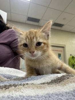 Rust -  Domestic Short Hair Cat for Adoption in Fishers, Indiana - Rust | PetCurious