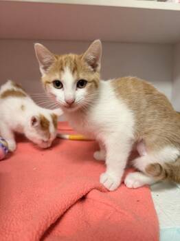 Domestic Short Hair Cats Available for Adoption - **Cat Cafe** Ranch | PetCurious