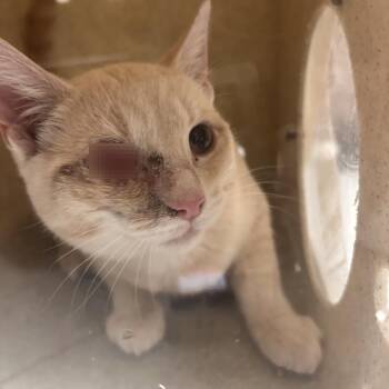 Domestic Short Hair Cats Available for Adoption - Duffy | PetCurious