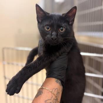 Opal -  Domestic Short Hair Cat for Adoption in Winston-salem, North Carolina - Opal | PetCurious
