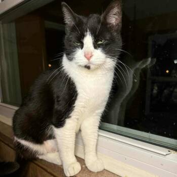 Rescue American Shorthair Cats for Adoption in Johnstown, Pennsylvania - Paisley | PetCurious