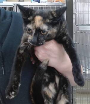 Domestic Short Hair Cats Available for Adoption in Salinas, California - SUKI | PetCurious