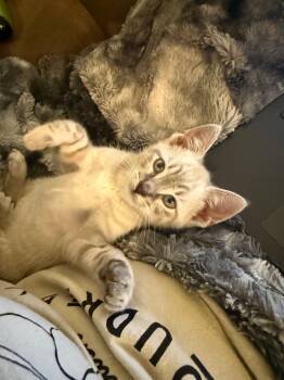 Bentley -  Domestic Short Hair Cat Available for Adoption in The Woodlands, Texas - Bentley | PetCurious