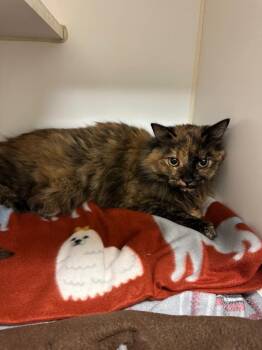 Phoenix/Lucy (Moorland) -  Domestic Long Hair Cat for Adoption in Johnson City, Tennessee - Phoenix/Lucy (Moorland) | PetCurious