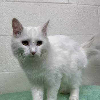 Rescue Domestic Medium Hair Cats for Adoption in Lyndhurst, Virginia - SVAS-Stray-37849 | PetCurious