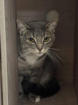 Domestic Short Hair and Tabby Cats Available for Adoption in Dallas, Texas - Burrito Queso Jones | PetCurious