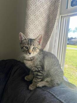 Rescue Domestic Short Hair Cats for Adoption in Yorktown, Indiana - Barnaby | PetCurious