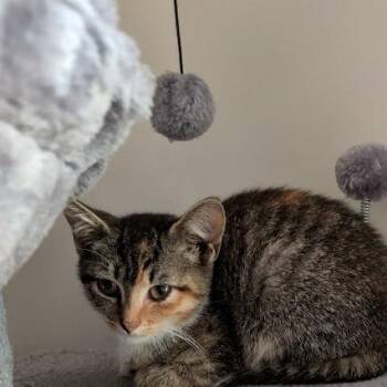 Yellowface -  Domestic Short Hair Cat for Adoption in Brownsboro, Alabama - Yellowface | PetCurious