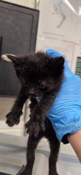 Primordial -  Domestic Short Hair Cat for Adoption in Fruit Heights, Utah - Primordial | PetCurious