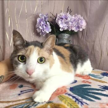 Callie -  Calico Cat for Adoption in Long Beach, Mississippi - Callie | PetCurious