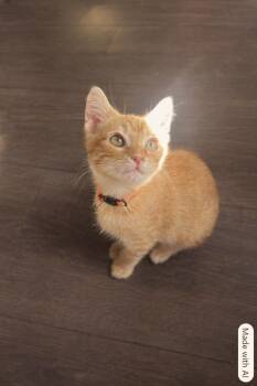 Cheetopuff -  Domestic Short Hair Cat for Adoption in Lunenburg, Massachusetts - Cheetopuff | PetCurious