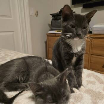 Russian Blue Cats Available for Adoption - Mindy & Marsha | PetCurious