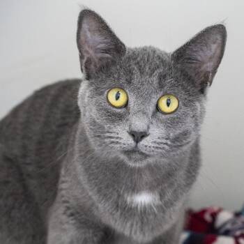 Thelma -  Domestic Short Hair Cat for Adoption in Pontiac, Michigan - Thelma | PetCurious