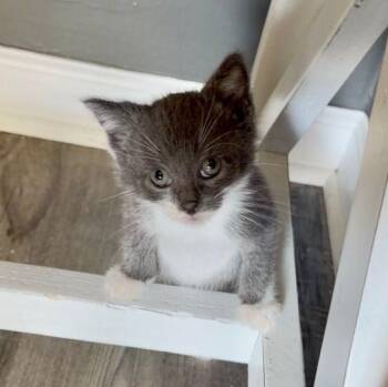 Dodger -  Domestic Short Hair Cat for Adoption in Penns Grove, New Jersey - Dodger | PetCurious