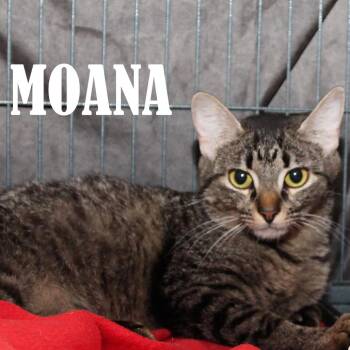 Moana -  Domestic Short Hair Cat for Adoption in Mooresville, North Carolina - Moana | PetCurious
