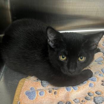 Rescue Domestic Short Hair Cats for Adoption in La Grange, Kentucky - Cougar | PetCurious