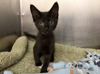 SAPPHIRE -  Domestic Short Hair Cat for Adoption in Loveland, Colorado - SAPPHIRE | PetCurious