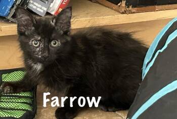 Farrow -  Domestic Short Hair Cat for Adoption in Pawleys Island, South Carolina - Farrow | PetCurious