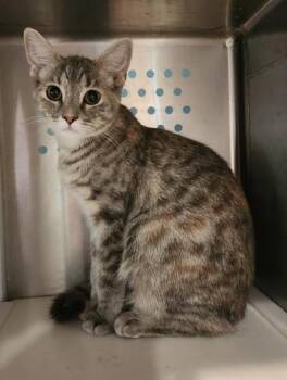 Kat -  Domestic Short Hair and Torbie Cat for Adoption in Fairfield, Iowa - Kat | PetCurious