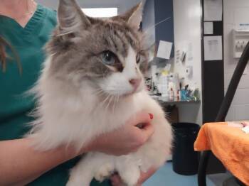 Domestic Short Hair Cats Available for Adoption - BELLA | PetCurious