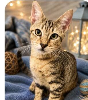 Sami Joe -  American Shorthair Cat for Adoption in Homestead, Florida - Sami Joe | PetCurious