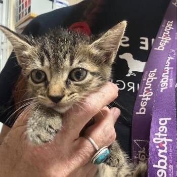 Domestic Short Hair Cats Available for Adoption in Port Richey, Florida - Whimsy | PetCurious