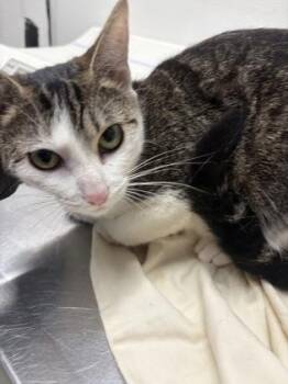 Deena -  Domestic Short Hair Cat for Adoption in West Chester, Pennsylvania - Deena | PetCurious