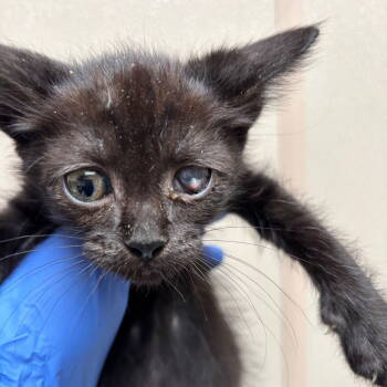 Rescue Domestic Short Hair Cats for Adoption in Dallas, Texas - Riff | PetCurious