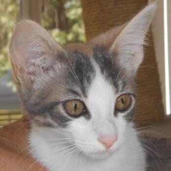 Dilute Calico and Domestic Short Hair Cats Available for Adoption in North Highlands, California - SallyRide | PetCurious
