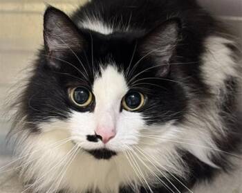 MONROE -  Domestic Long Hair and Domestic Short Hair Cat for Adoption in Anchorage, Alaska - MONROE | PetCurious