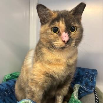 Patience -  Domestic Short Hair Cat for Adoption in Sarasota, Florida - Patience | PetCurious