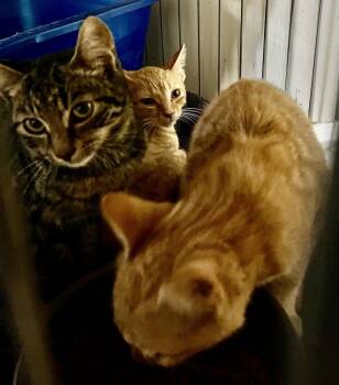 Star -  Domestic Short Hair Cat for Adoption in Franklin, West Virginia - Star | PetCurious