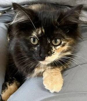 Ginko -  Maine Coon and Tortoiseshell Cat for Adoption in Bow, Washington - Ginko | PetCurious