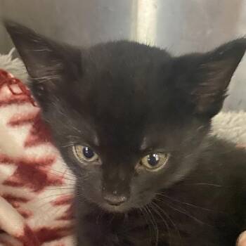 Daisy -  Domestic Short Hair Cat for Adoption in Blairsville, Georgia - Daisy | PetCurious
