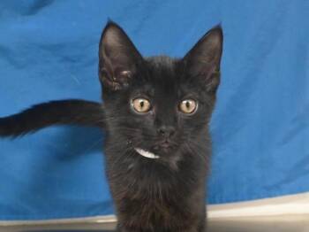 Meerkat -  Domestic Short Hair Cat for Adoption in Portland, Oregon - Meerkat | PetCurious