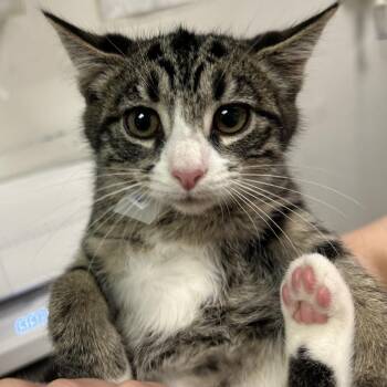 Ebi -  Domestic Long Hair Cat for Adoption in Charleston, West Virginia - Ebi | PetCurious