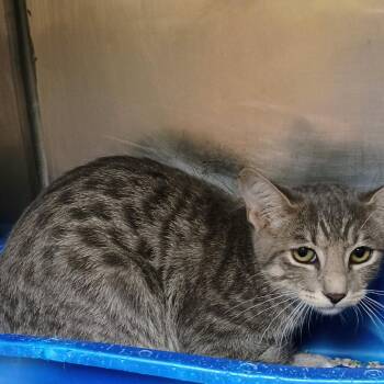 Kitty Kueger -  Domestic Short Hair Cat for Adoption in Palestine, Texas - Kitty Kueger | PetCurious