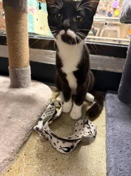 Journey -  Domestic Short Hair Cat for Adoption in Maple Shade, New Jersey - Journey | PetCurious