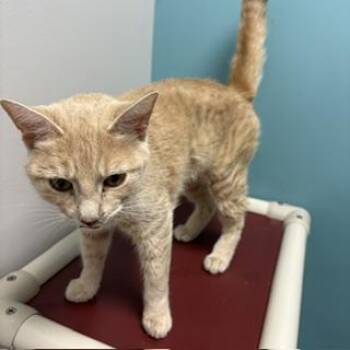 November -  Domestic Short Hair Cat for Adoption in Janesville, Wisconsin - November | PetCurious