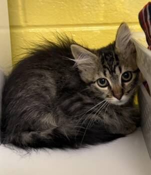 Axl -  Domestic Medium Hair Cat for Adoption in Golden, Colorado - Axl | PetCurious