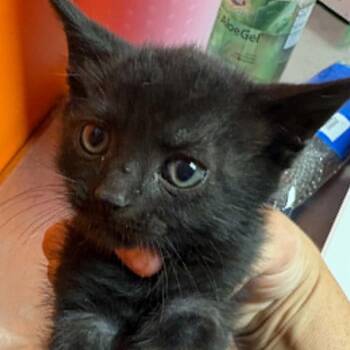 Boogie -  Domestic Short Hair Cat for Adoption in Nashville, Tennessee - Boogie | PetCurious