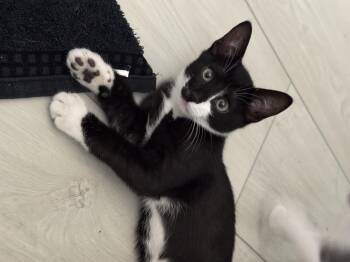Figaro -  Domestic Short Hair Cat for Adoption in Youngtown, Arizona - Figaro | PetCurious