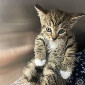 Domestic Short Hair Cats Available for Adoption in Port Charlotte, Florida - Butt-Head | PetCurious