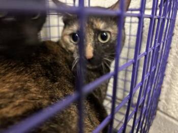 Domestic Short Hair Cats Available for Adoption - A470819 | PetCurious