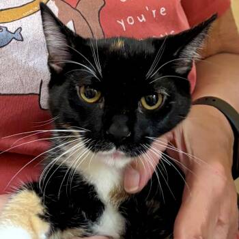 Cloud -  Domestic Short Hair Cat for Adoption in Cedar Rapids, Iowa - Cloud | PetCurious